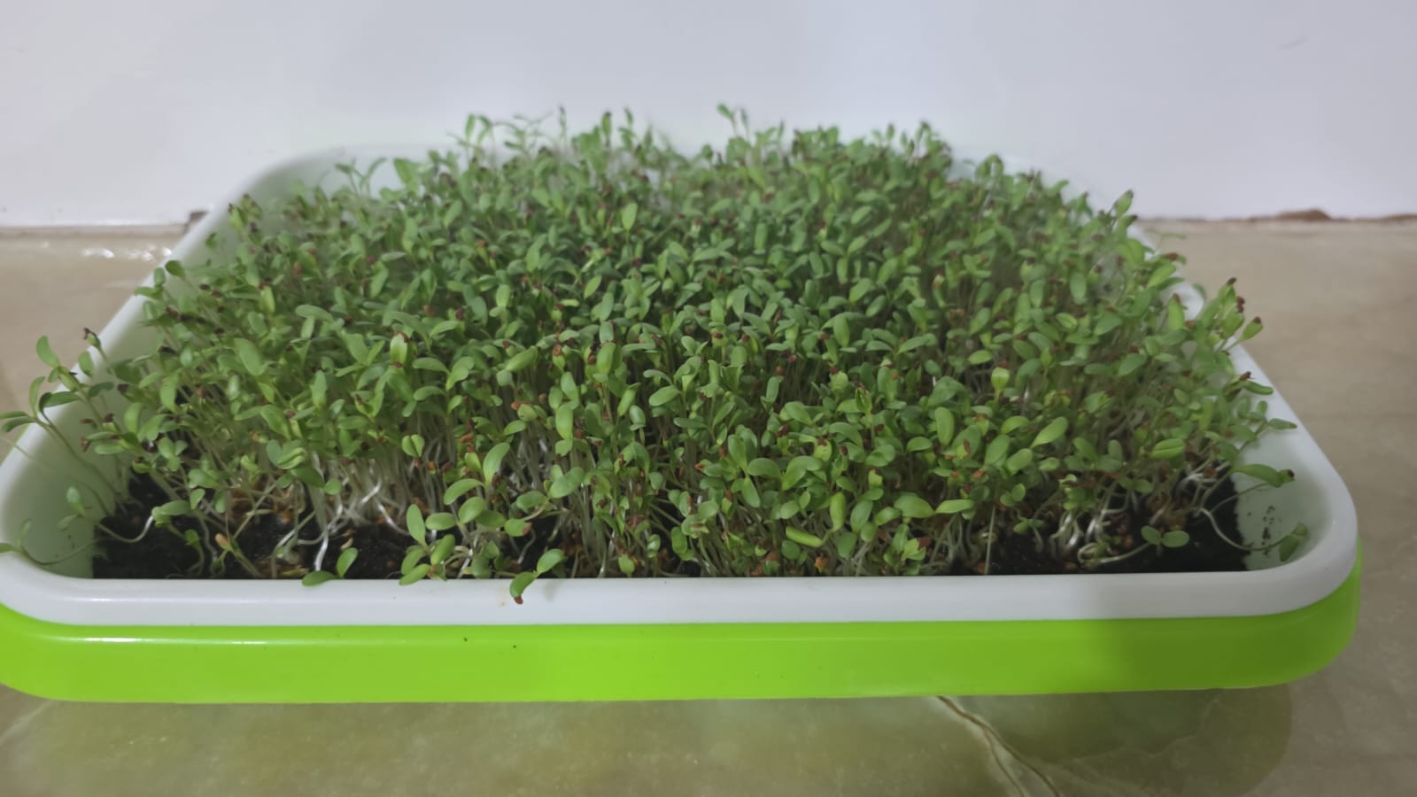 Grown microgreens